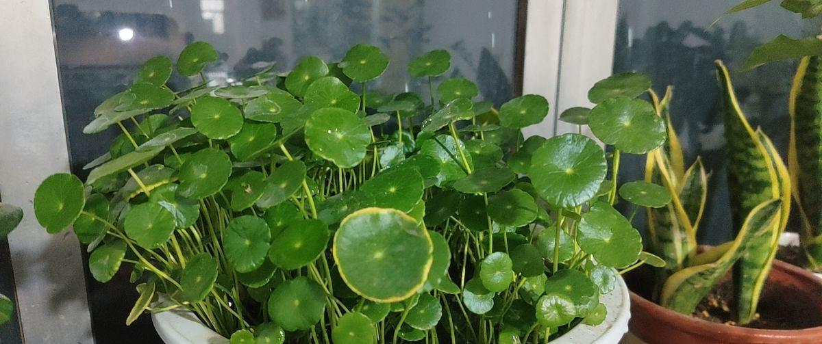 4种带“钱”的植物,在家养招财旺运,关键是太好养