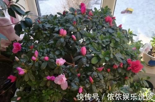 花草|末伏天闷热,赶快查下家里是否盆栽了此4款,当心养一盆死一盆
