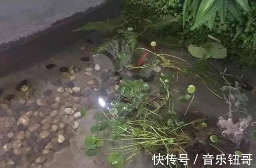自建房|闺蜜家的自建房才花50W,还带私人花园、鱼塘,我真不信!