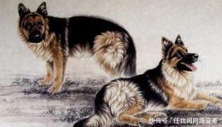 属狗人|狗狗人最近十五天将有“圆圆满满”的大喜事,让人羡慕