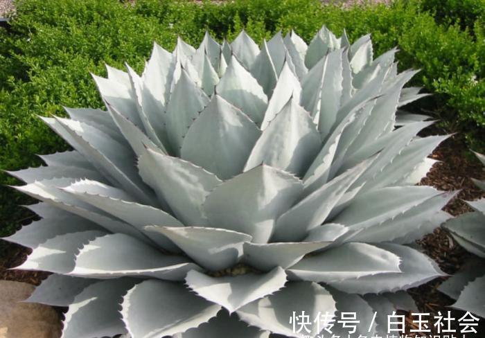 芦荟|10种最耐寒的多肉植物，零下了都不会死，新手就养它们吧