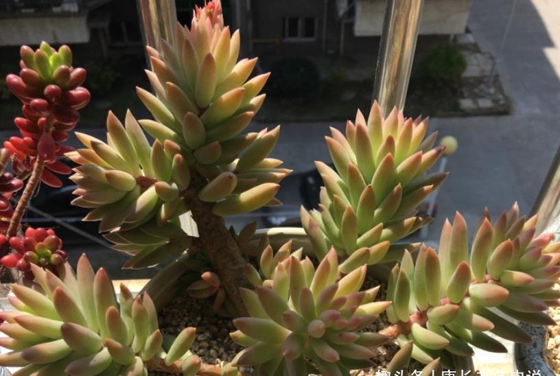 叶片|多肉千佛手放哪里养？不同季节摆放在不同的位置，这样才能养好它