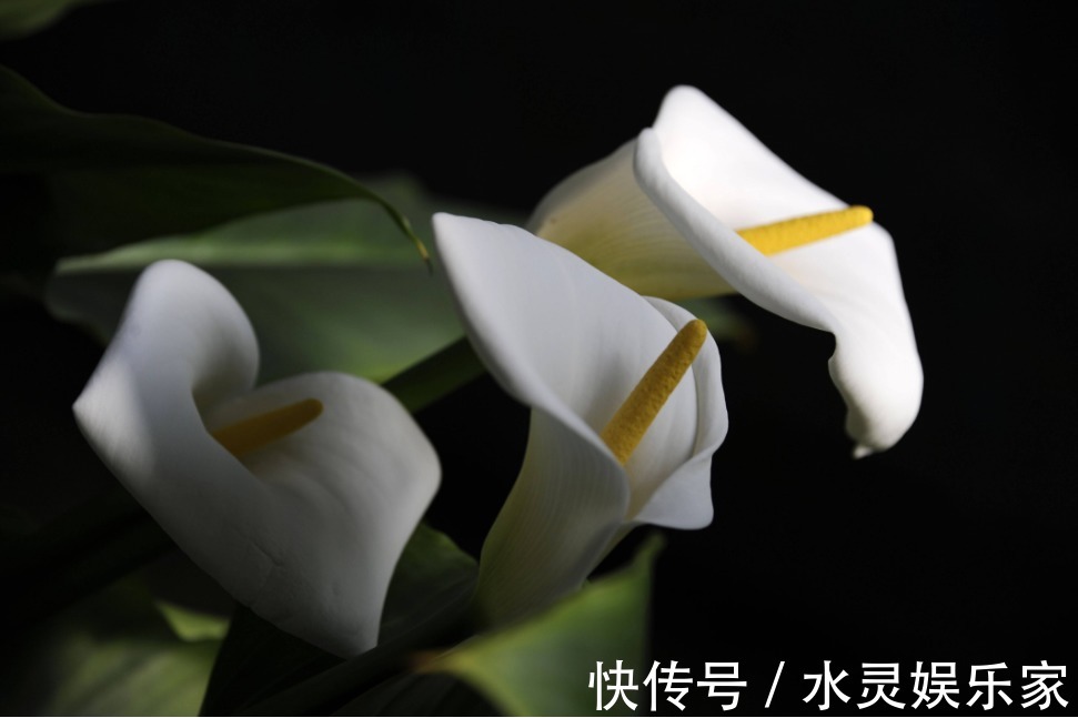 爆盆|三种适合懒人养的盆栽花，只要有阳光就行了，不用管它也能爆盆！