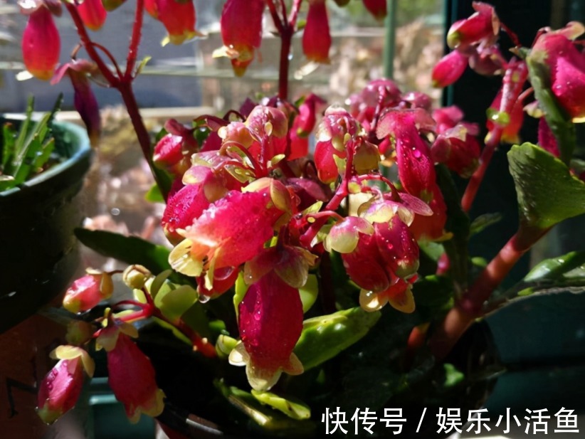 它是肉质“网红花”,寓意吉祥,掌握住技巧,植株轻松爆花