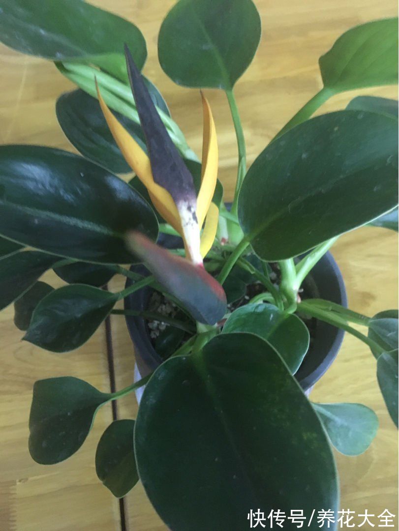 15种“阴性”花,家里没光适合养,光太强反而长不好