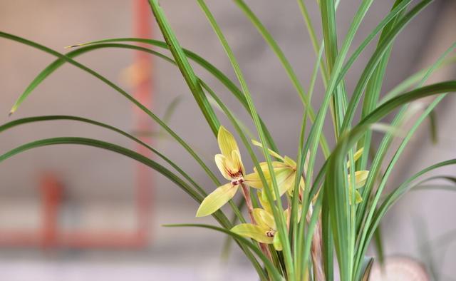 养殖|养兰花需要知识,经验,实践,试着享受这个过程,养出好兰花