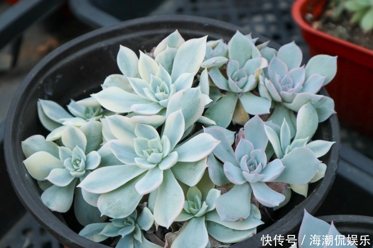 老花匠的养肉秘方,避开5个坑,才能养出结实多肉