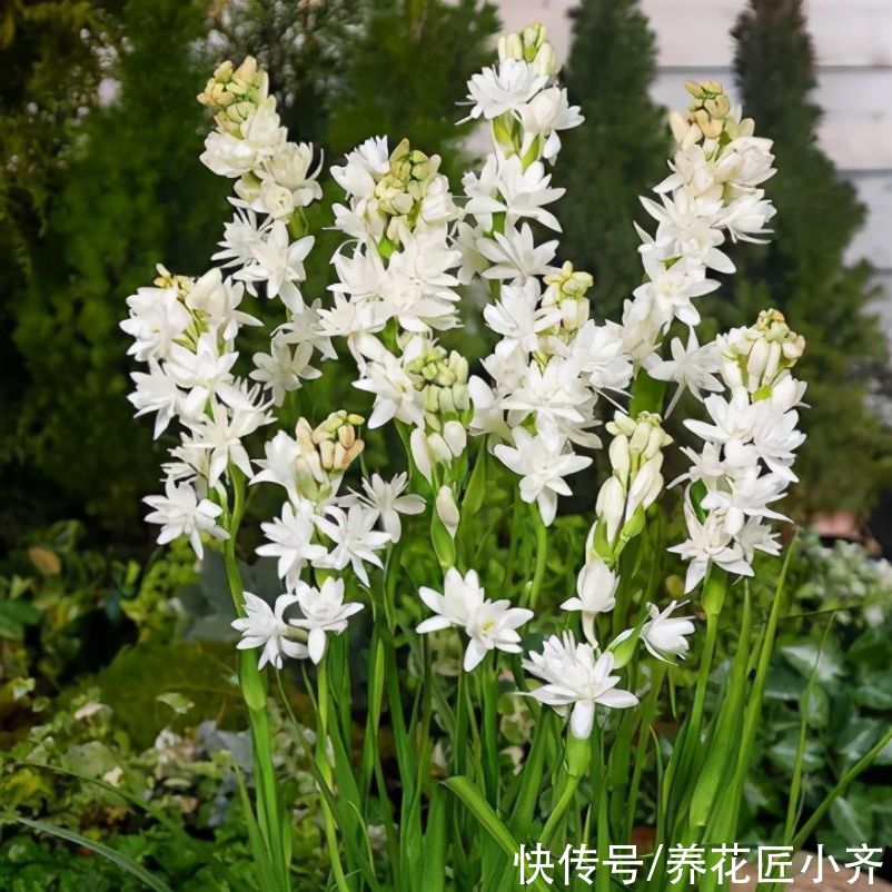 养花|你拿香水喷过房间吗？喜欢养花会种这2种花，开花香味比香水好闻