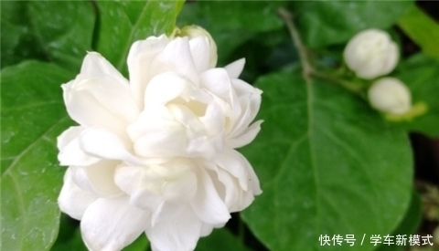花朵|养5种花,夏天不怕热,花朵蹭蹭开,好看又好养