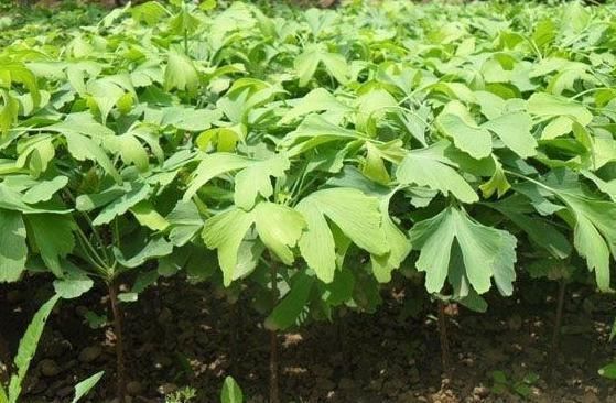 养“银杏树”不用买，1粒“果核”埋土里，30天发芽，快速成盆景