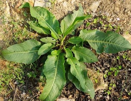 药用价值|农村常见野菠菜，根部内含“黄金”，药用价值高，城里一斤22元