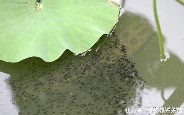 黑鱼是“孝鱼”？关于黑鱼，你需要了解的一些事实！