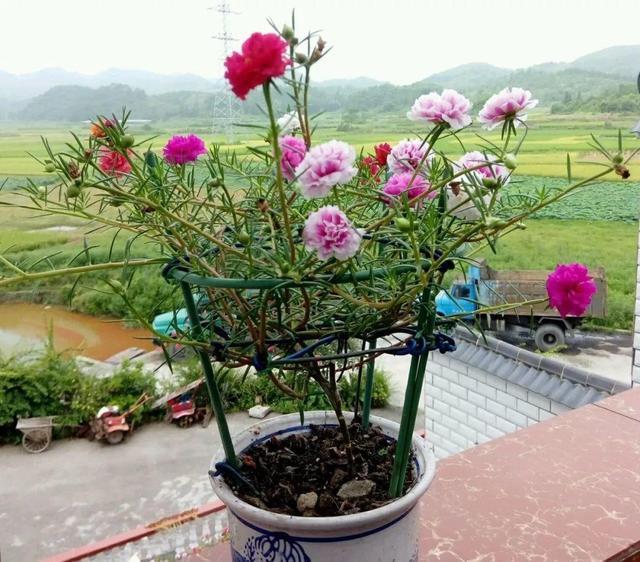 养护|金枝玉叶又能派上“大用场”,嫁接几根太阳花,变成老桩“花柱”