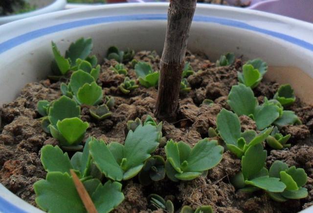 落地生根,打不死的“入侵植物”,叶肥肥花好看,还能嫁接长寿花