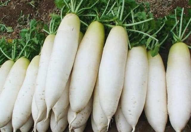 养生|秋季养生有讲究,吃白萝卜时不能碰此物,很多人不清楚,早知早好