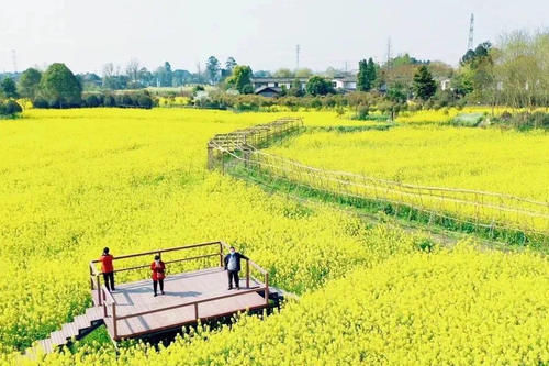 中年|成都人3月赏花攻略，8个免费宝藏地，1小时地铁公交可直达