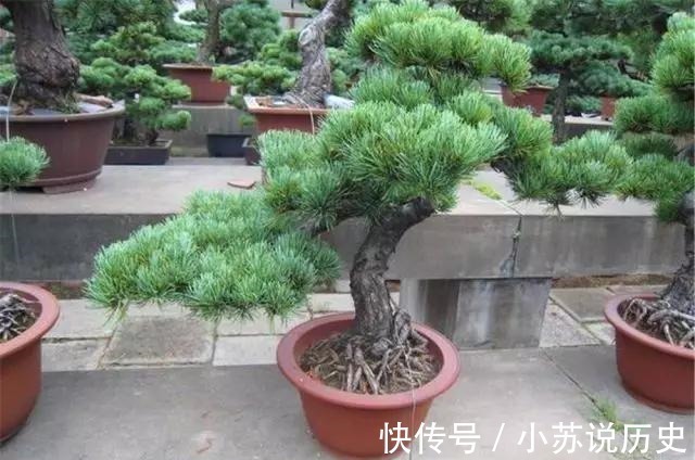 没事在家扦插4种“盆景贵树”,取截枝条插土里,生根快、价值高