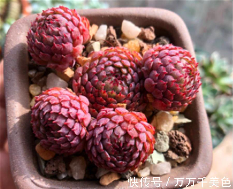 红衣|多肉小红衣夏季黑腐如何预防？做好4个点，鲜红明亮饱满健康