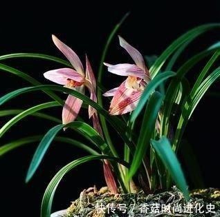 老桩|这三种花不爱喝水没事多晒晒,憋出一圈大花苞,越养越贵气