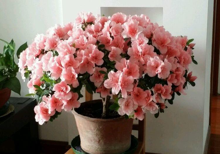 清香|此4种花,花叶共赏,清香幽远,对待新手很友好,值得拥有