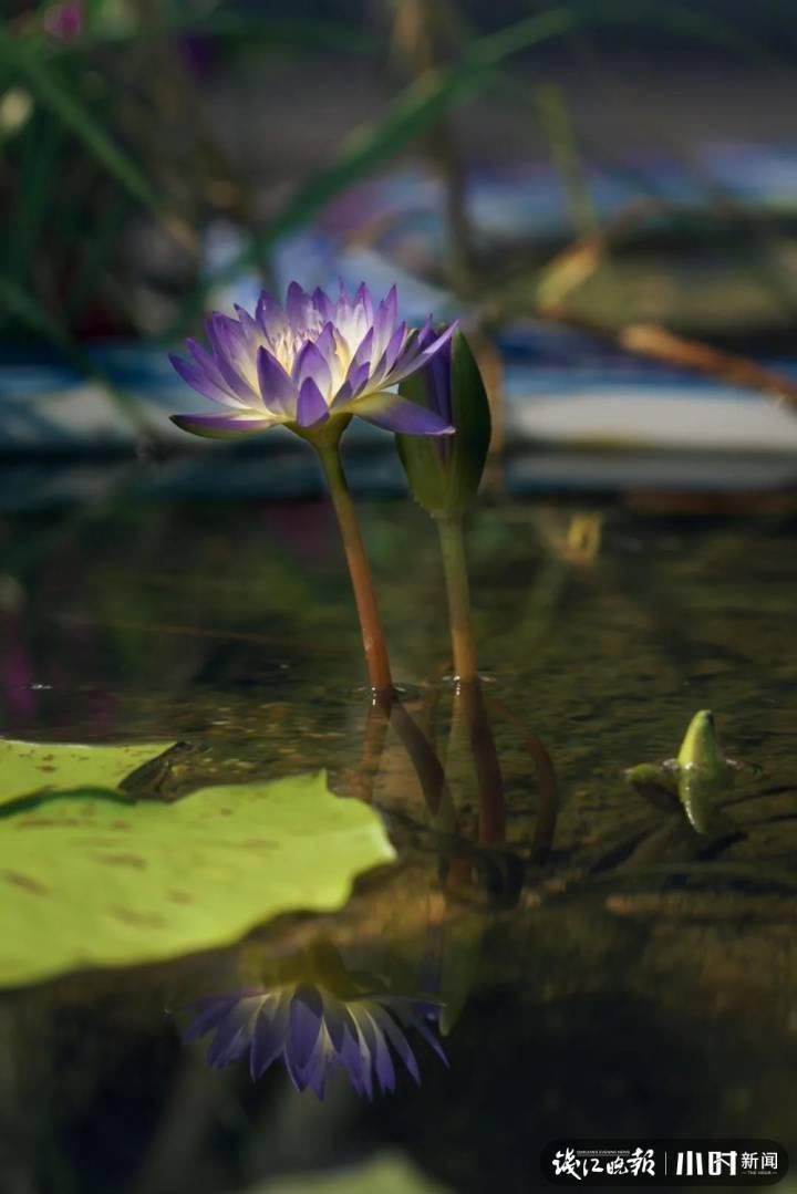 三潭印月|美炸了!三潭印月睡莲中的“大姐大”王莲,开了今年的第一朵花