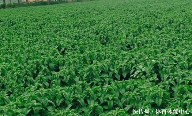 光照|薄荷这样养,植株粗壮,叶子多,掐个叶子,能做菜当“茶叶”!