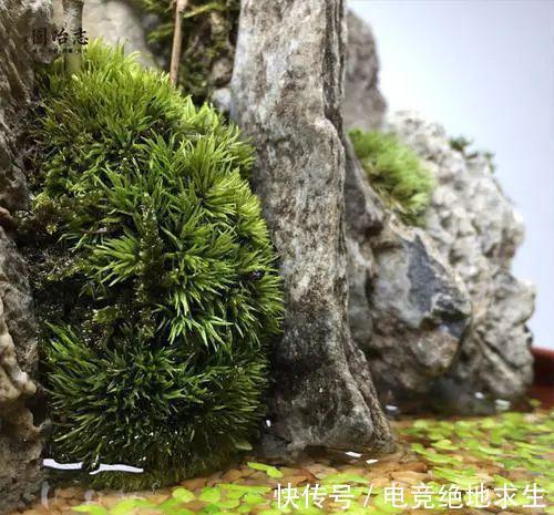 树石盆景:在堤岸坡脚处留出一条透水的缝隙,可享浇水无忧!