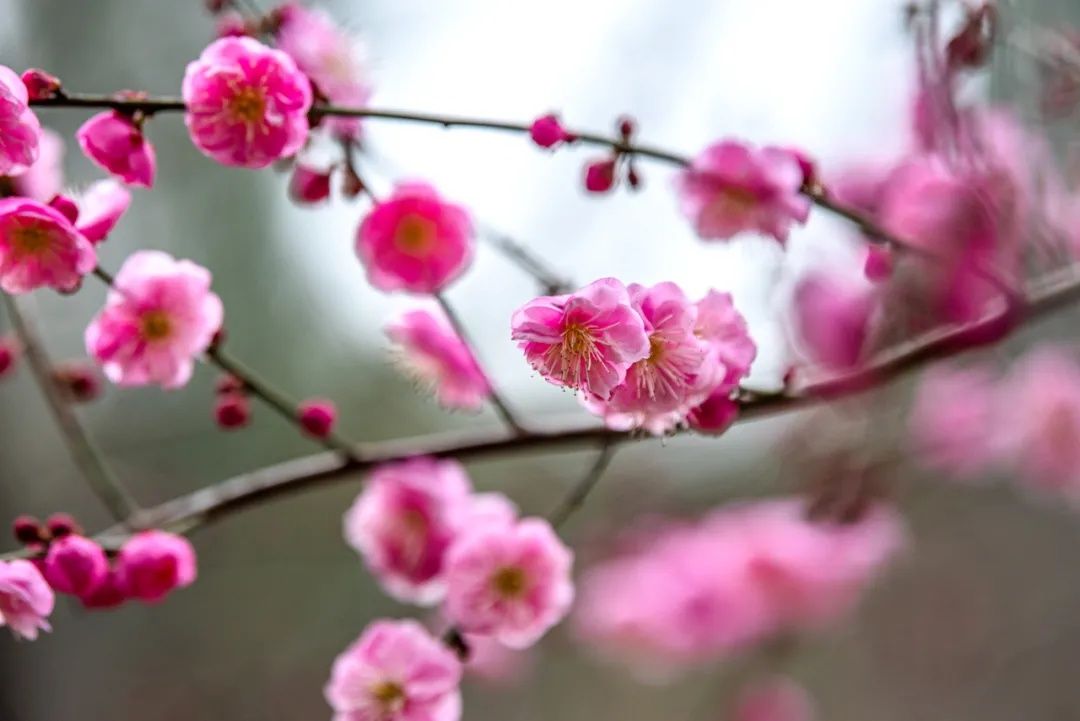 梅景|蜡梅、梅花罕见同开，武汉植物园限量版梅景上新