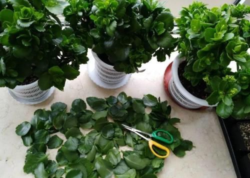 修剪掉的长寿花枝叶该不该扔，怎么处理好？