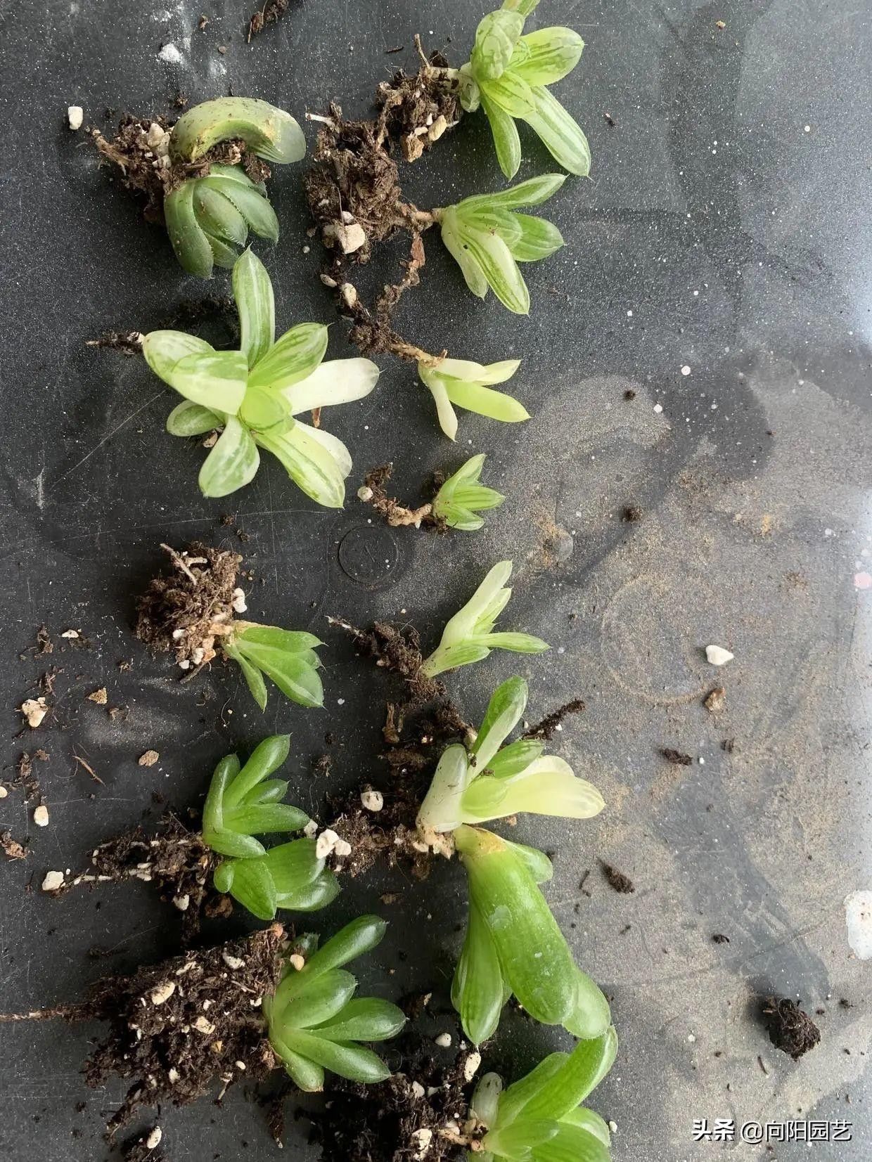 苗子|玉露也能叶插，时隔大半年，叶插成功了，分享扦插全过程