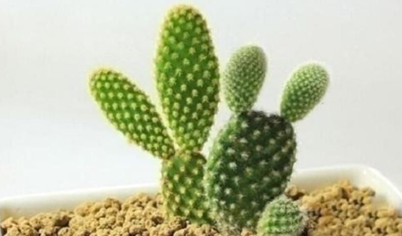 适合卧室养的6种花,好看又实用,养起来也很简单