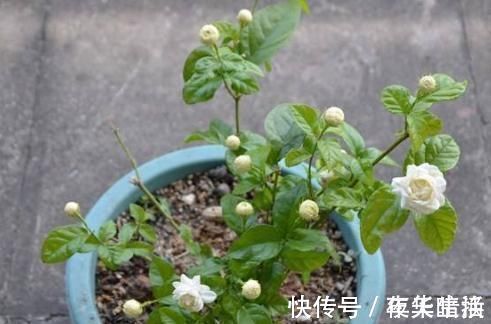 酸碱度|茉莉花有“3怕”,不知情的话,就会黄叶和落花,您别忽视