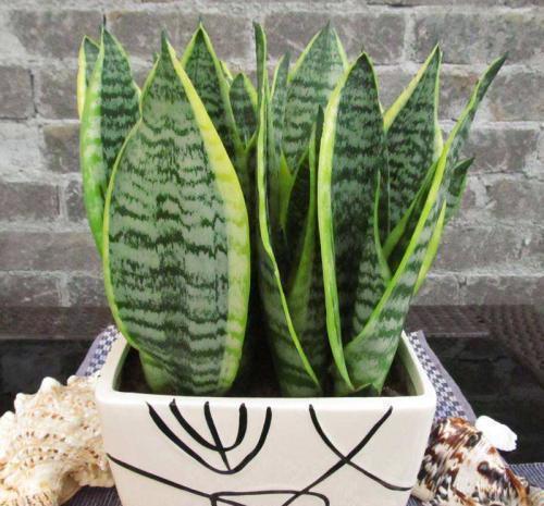 虎皮|养了两三年虎皮兰不长芽,找到爆盆机关,立马不一样