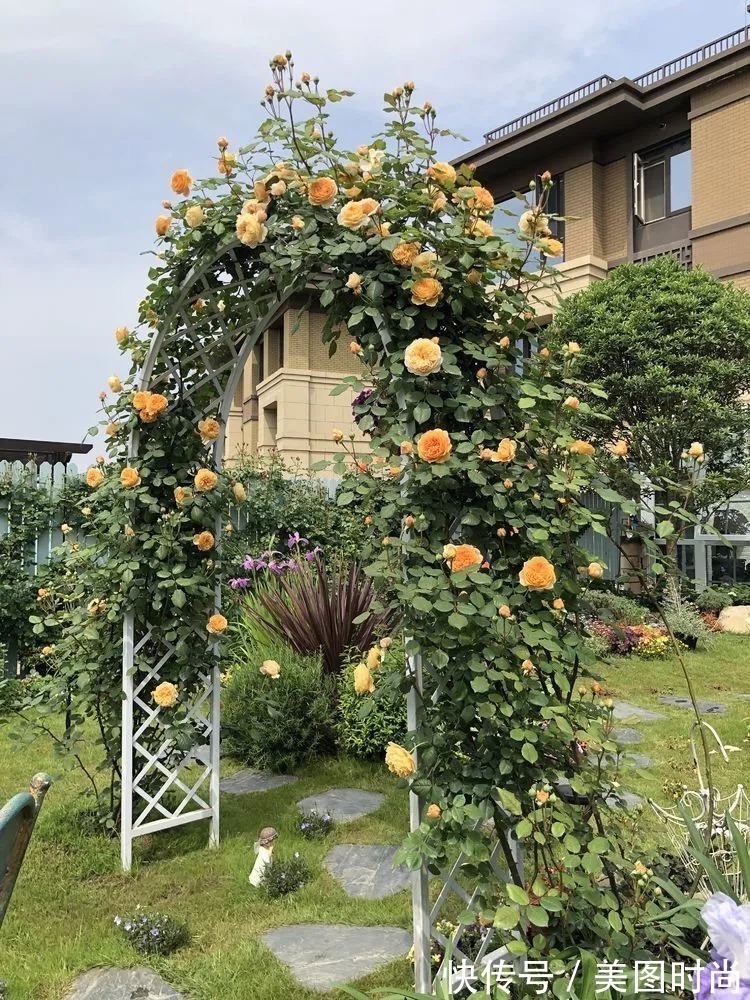 满园|2年前,买了一栋带院子的房子,在高楼喧嚣中建一个“梦幻花园”