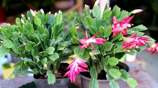 长花蕾|最厉害的养花营养液给花喝一勺,根壮叶肥绿,开花多又艳!