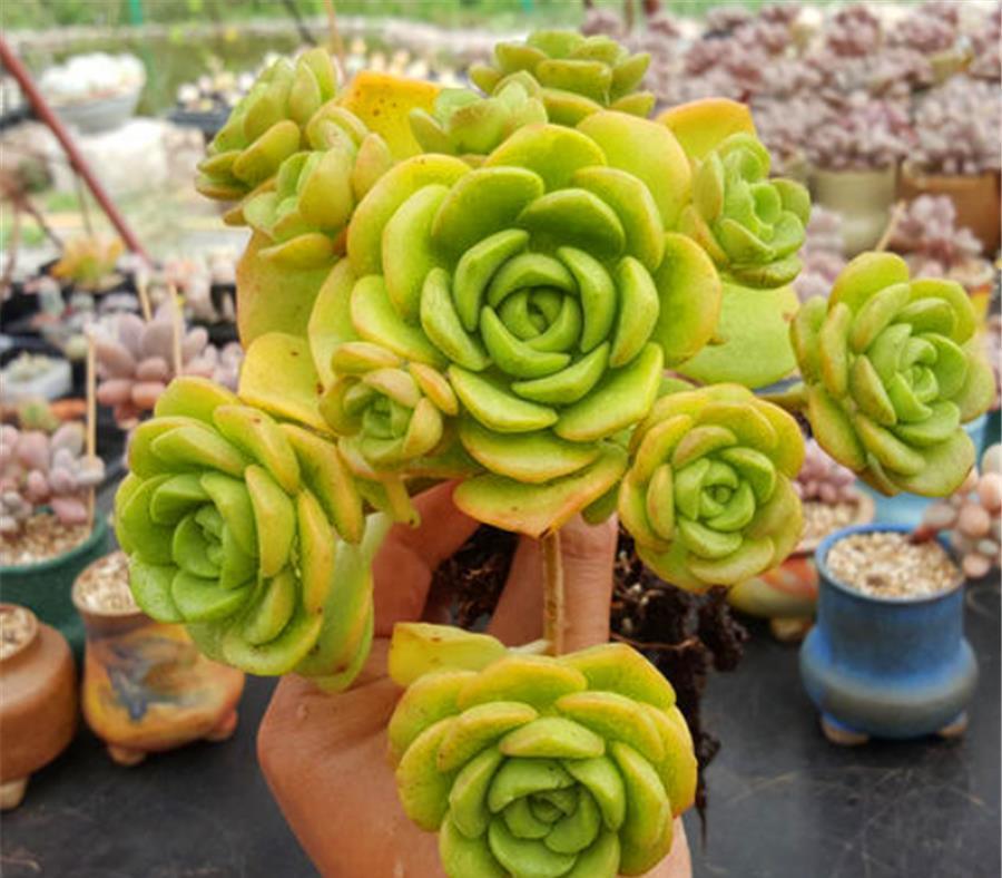 香香的百合茉莉都是这么养的，颜色美香气浓，人称多肉香水之王