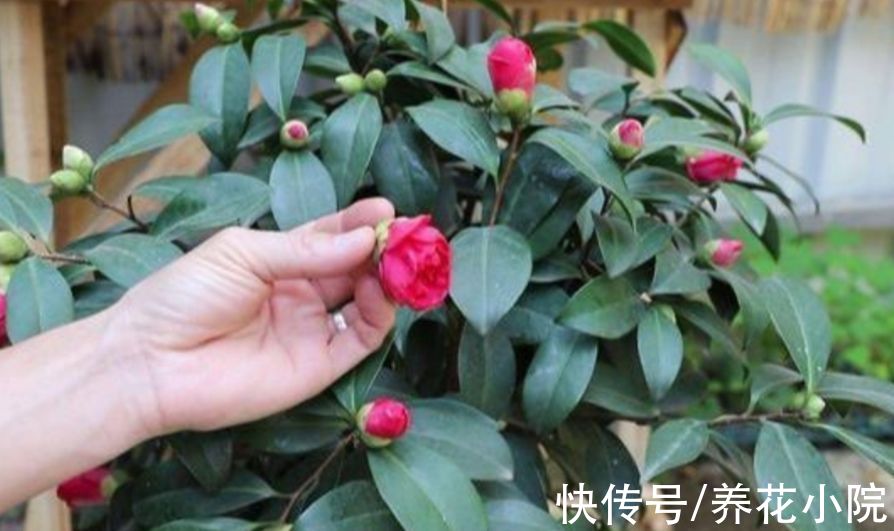 天气变冷,3种花别再换盆,否则难过冬