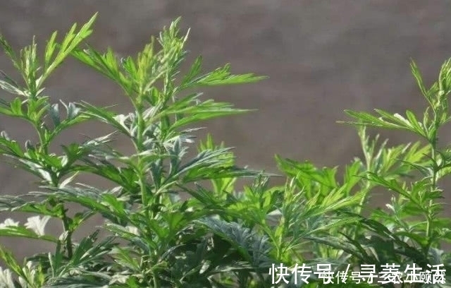 艾叶|农村有种野草,专门为“腰间盘突出”而生的,遇见请珍惜