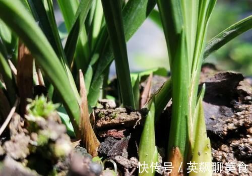促使兰花发芽的方法,离不开3个要素,20天就见效