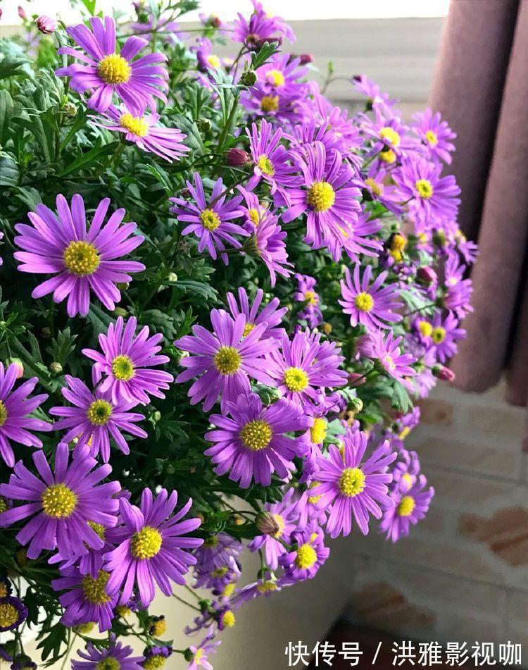 菊花|喜欢菊花,就养盆“菊中精品”夕霞卷云,似秀丽妆容,美艳高雅