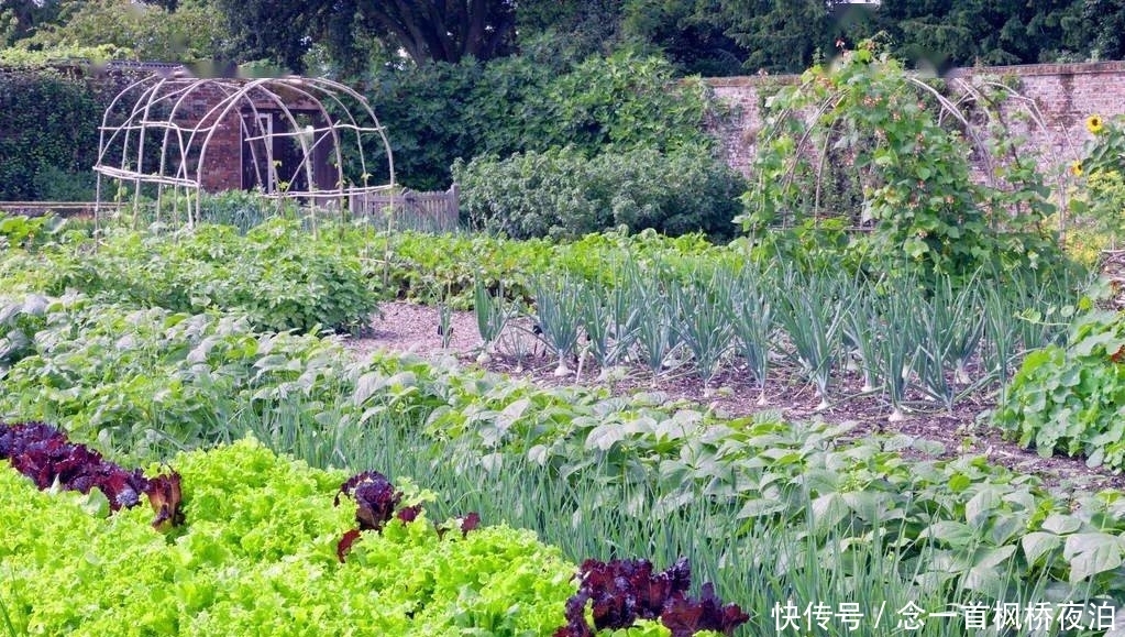 想有个菜园,余生低头种菜,抬头看花...