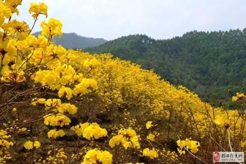 距汤坑1小时车程，壮美花海～仅开10余天，还免费耶