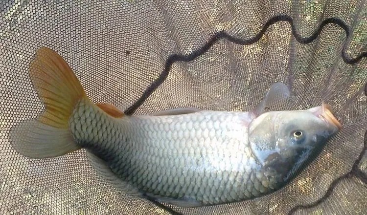 冬季钓鱼实战：傍晚鱼好钓，连杆上鱼就因为这三点