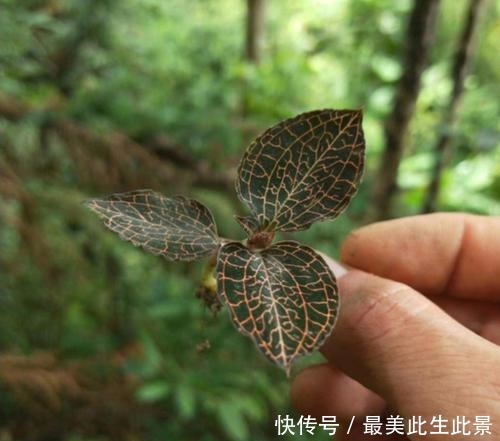 河边1野草,被农民称为“百草之王”,630元一两,真值这么多