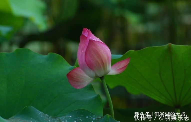 富婆命|惹不起的三大生肖女，天生富婆命，最旺老公，后半生聚财旺后代