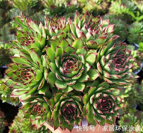 多肉植物|老花农都喜欢的容易爆头多肉,轻轻松松长满盆,适合新手!