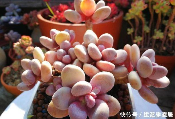 多肉植物''夏必死''摸清5个门道，新手花友入手不再犯愁