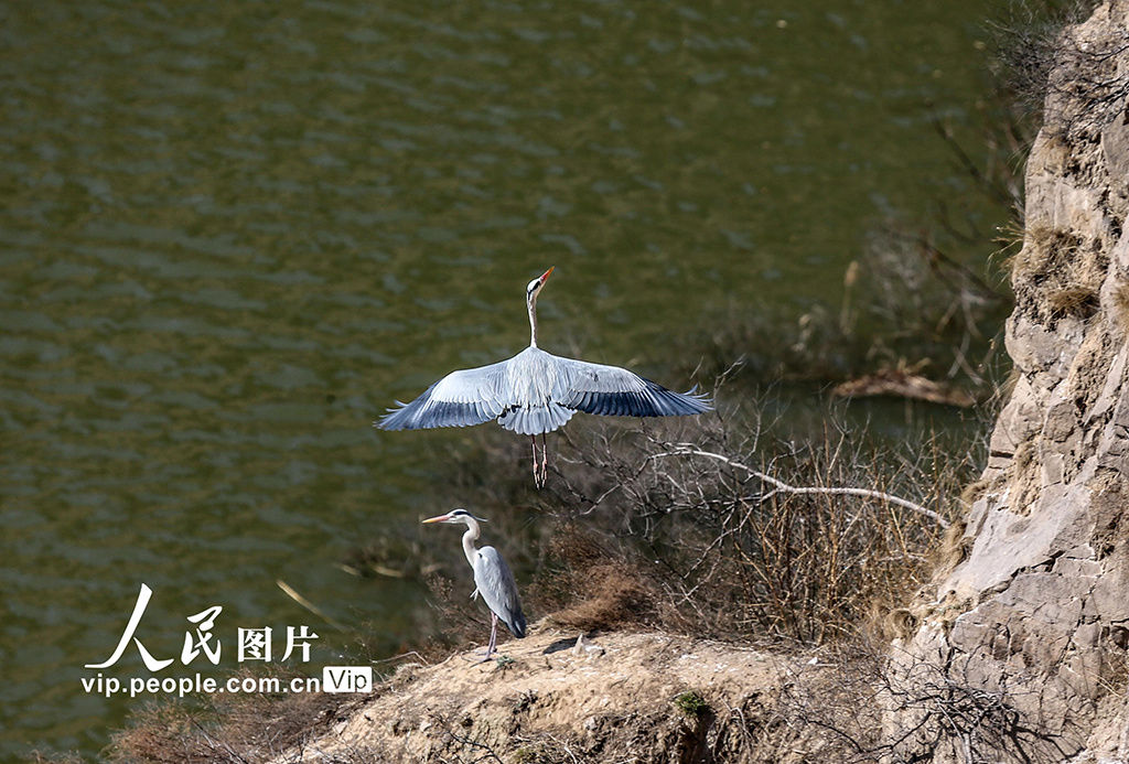 山西平陆：黄河岸畔苍鹭舞