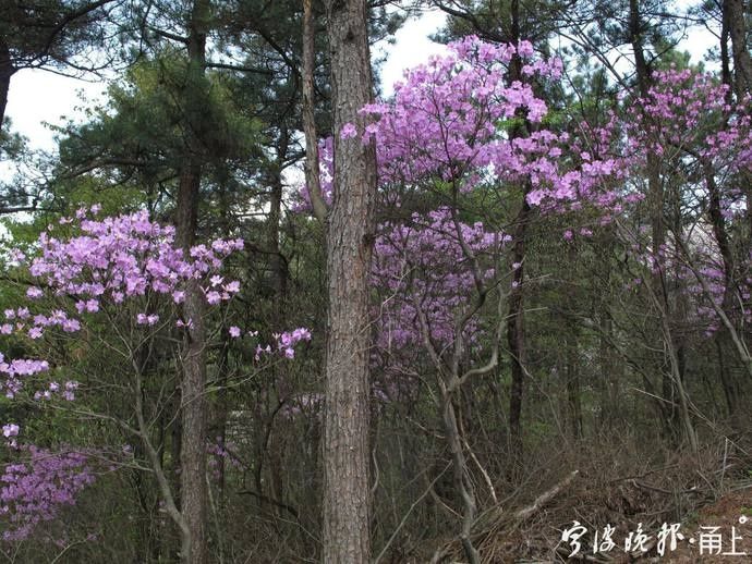 正是满树芳菲！海拔800米的宁波四明山上，藏着100多棵浙江特有珍稀植物