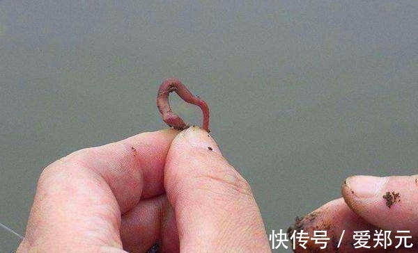 冬季用蚯蚓钓鲫鱼,别直接挂钩,做这两个步骤,上鱼快咬钩猛!